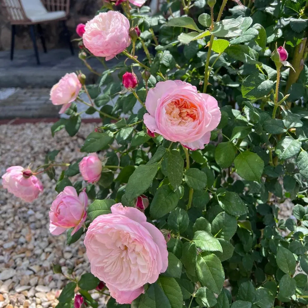 Pink rose blooms on a bare root rose plant with green leaves and buds