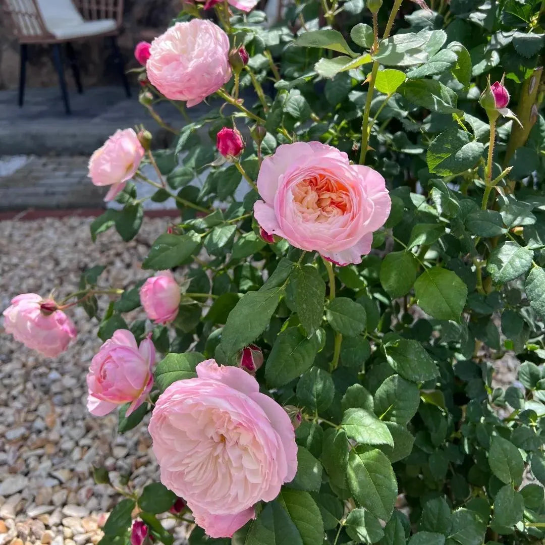 Pink rose blooms on a bare root rose plant with green leaves and buds