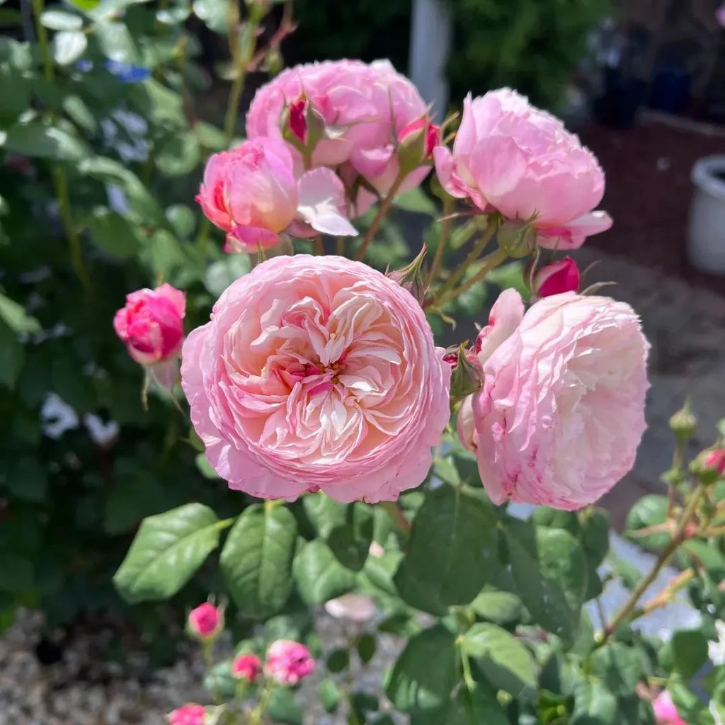 Pale pink rose bloom cluster with layered petals and surrounding buds