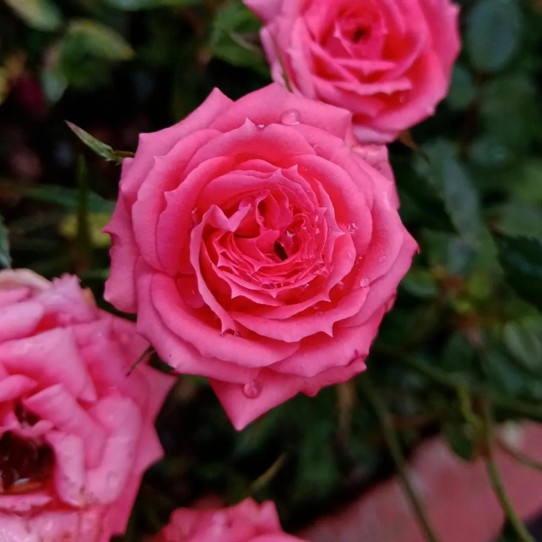 Coral jelly bare-root rose flowers with vibrant pink double, layered petals