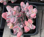 Pink variegated succulent in black pot, dense clusters of thick oval leaves