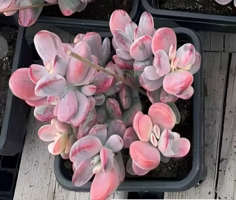 Pink variegated succulent in black pot, dense clusters of thick oval leaves