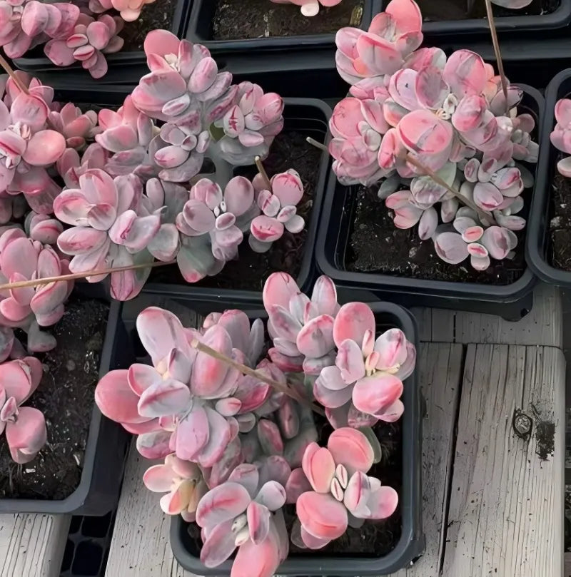Variegated pink succulent plant with thick oval leaves in black plastic pot