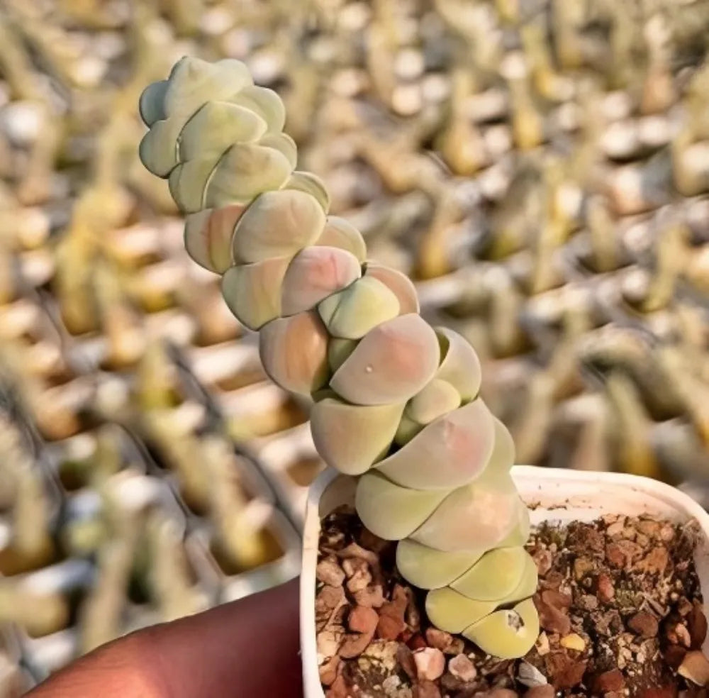 Crassula Plegmatoides succulent with pale green stacked leaf segments on stems