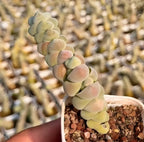 Crassula Plegmatoides succulent with pale green stacked leaf segments on stems