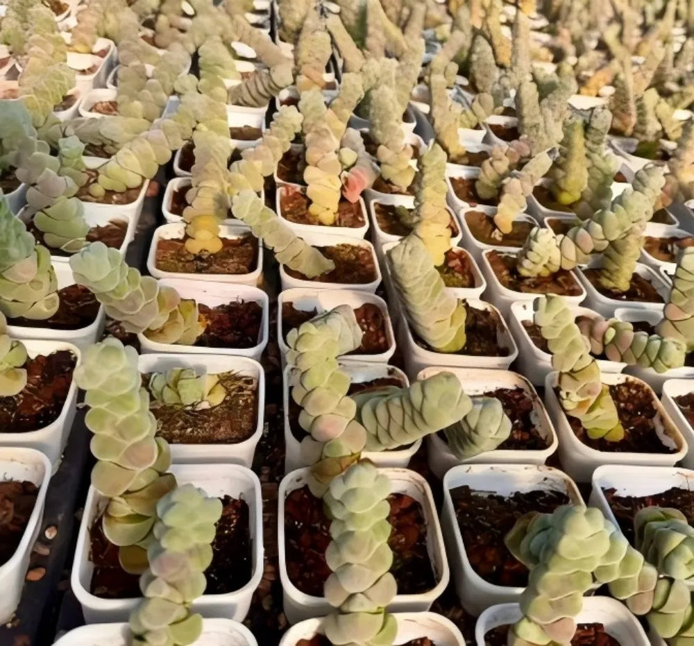 Crassula Plegmatoides succulent plants in small white pots, pale green stacked leaves