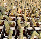 Crassula Plegmatoides succulent plants in small white pots, pale green stacked leaves