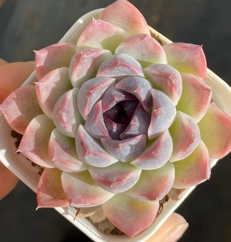 Hybrid succulent rosette in small pot, pastel pink, pale green, and gray-purple layers
