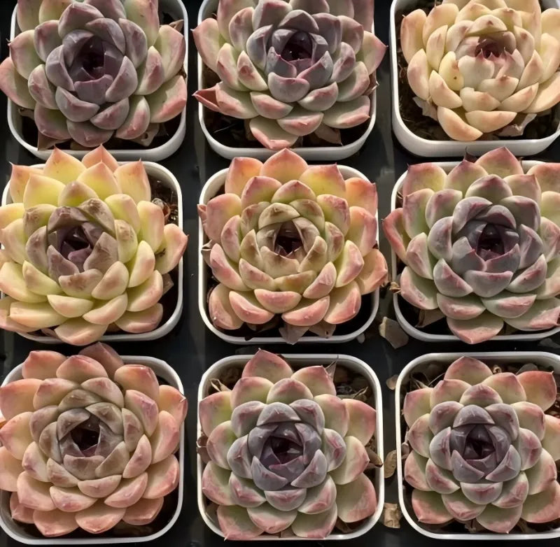 Multiple hybrid succulent rosettes in small pots, mixed pastel pink, green, and gray-purple