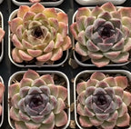 Set of hybrid succulent rosettes in small pots, pink, pale green, and gray-purple tones