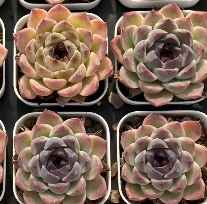Set of hybrid succulent rosettes in small pots, pink, pale green, and gray-purple tones