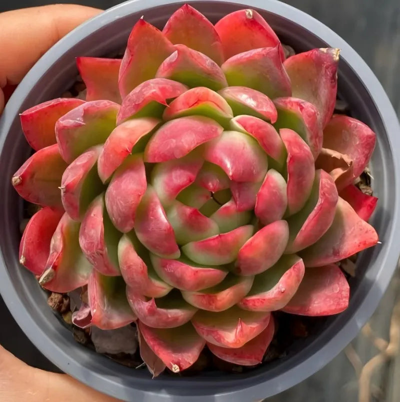 Pink and green rosette succulent in gray 4-inch pot, held