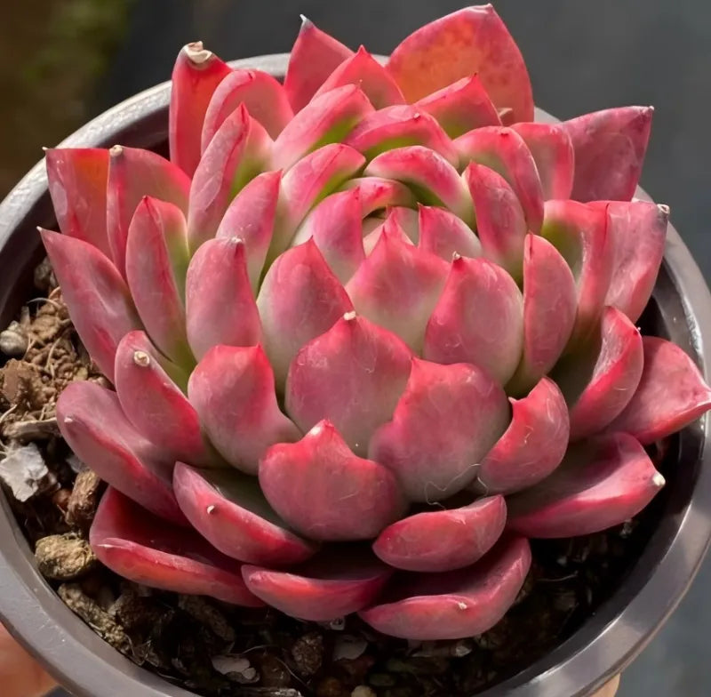 Pink and green rosette succulent in a small gray 4-inch pot