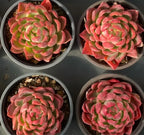 Pink and green rosette succulents in small gray pots, set of four