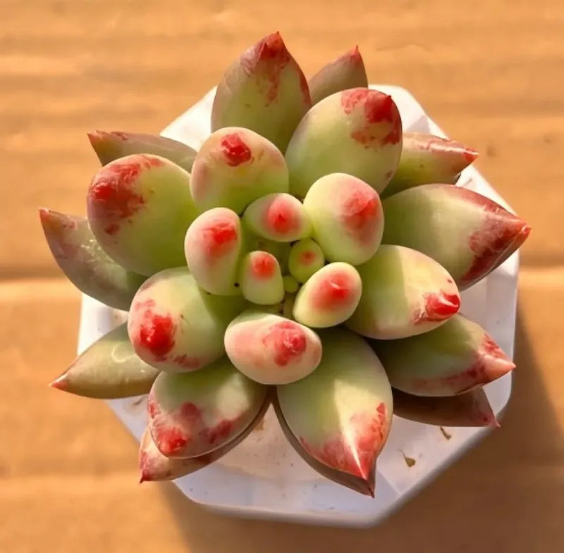 Speckled green curly tail succulent rosette in white 2-inch pot