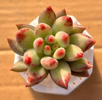 Curly tail succulent rosette in white 2-inch pot, green with red speckles
