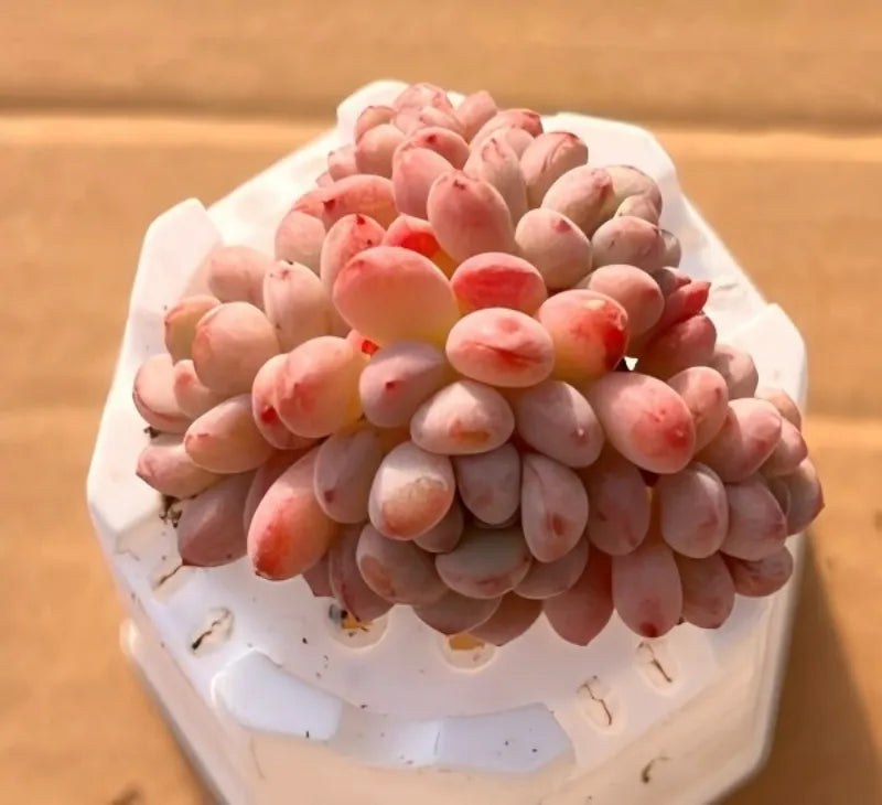 Clustered pink succulent leaves in small white pot, bean-like forms