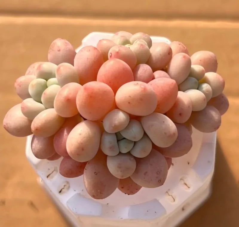 Daphne 2-inch pot with pastel pink, peach, and cream bead-like plant in white pot