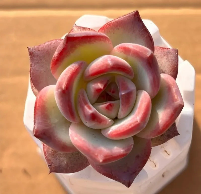 2-inch pot with red and white swirl flower on a white base
