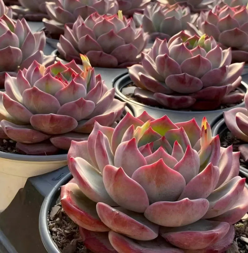 Pink and gray succulent rosette cluster in multiple pots