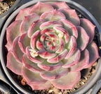 Pink and green succulent rosette in a round pot