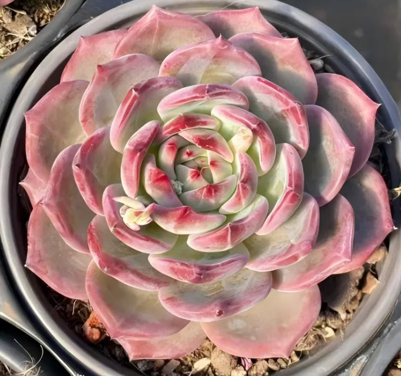 Pink and green succulent rosette in a round pot
