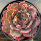 Pink and gray succulent rosette in a dark round pot