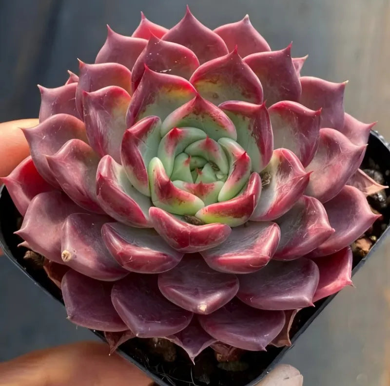 Succulent in 3-inch pot, red-purple rosette with pale green center.