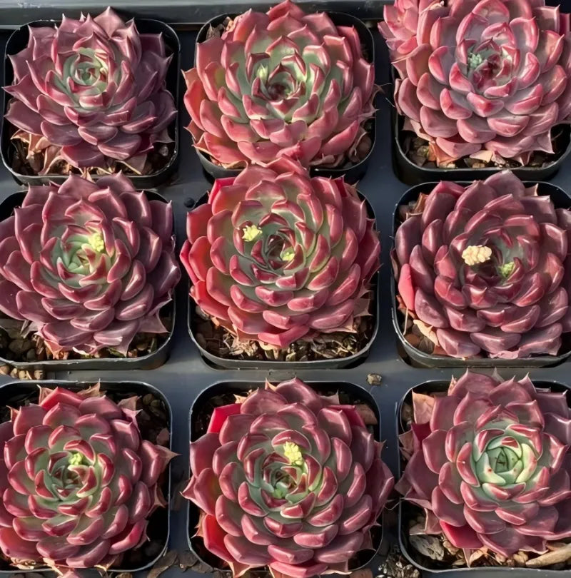 Succulent assortment in small pots, red-purple rosettes with green centers.