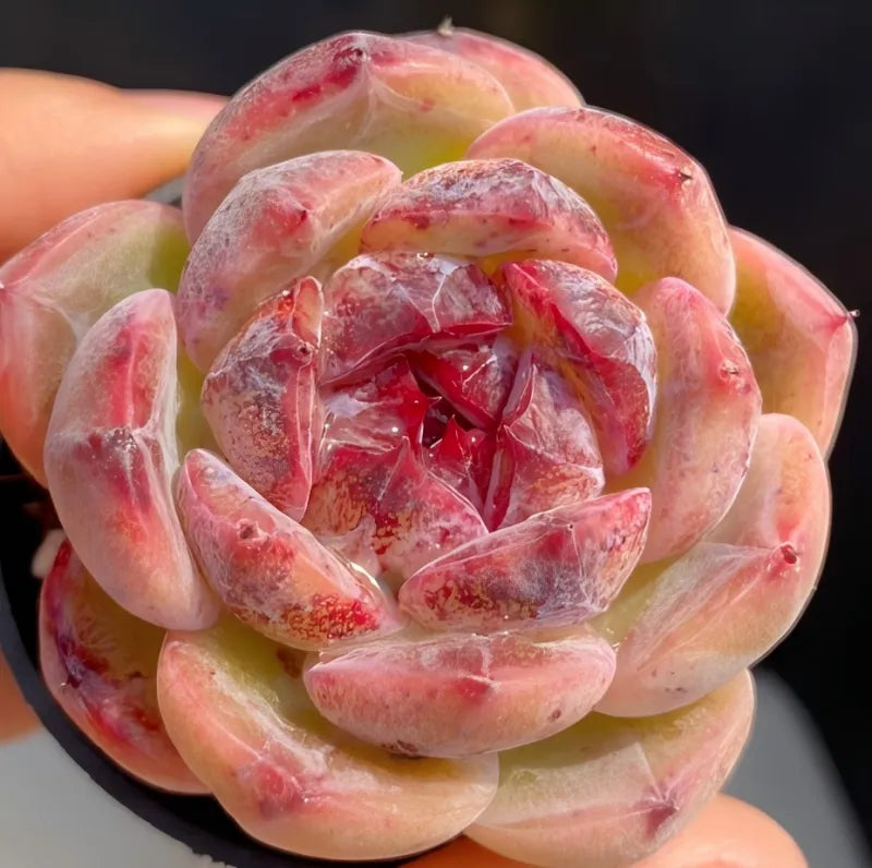 Succulent rosette in small pot, pink-red and pale green layered petals