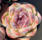 Succulent rosette in small pot, pastel pink, red, and pale green curled leaves