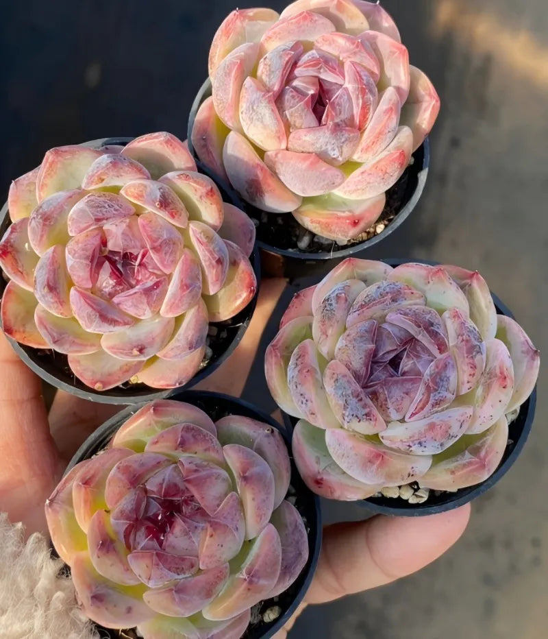 Cluster of small potted succulent rosettes, pink-red and pale green layers