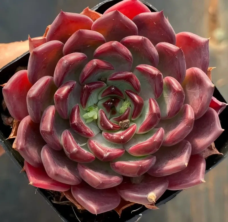 Succulent in 3-inch pot, red-purple rosette with glossy curved leaves.