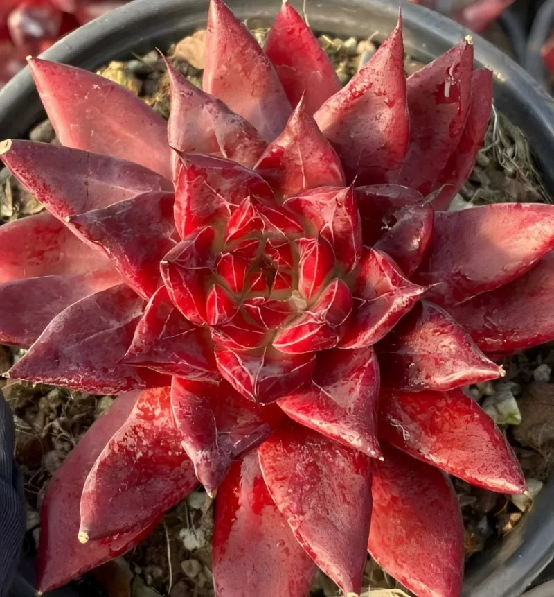 Red succulent rosette in grey 6-inch pot with gravel
