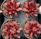 Set of four red succulent rosettes in grey 6-inch pots with gravel