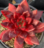 Close-up of red star-shaped succulent rosette in grey pot with gravel
