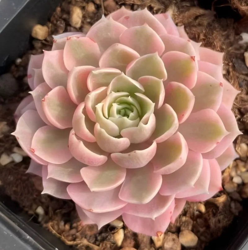 Variegated desert rose succulent rosette with pink and pale green leaves, in small pot