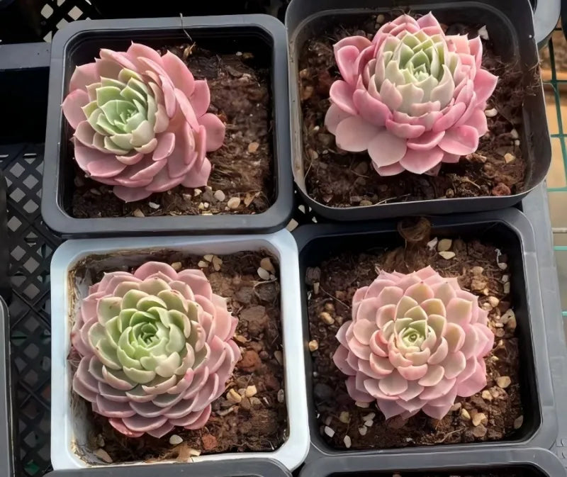 Variegated desert rose succulent plants, pink-and-green rosettes, four small pots in tray