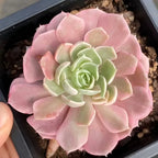 Variegated desert rose succulent rosette, pink petals with green center, in small pot