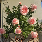 Multiple pink rose blossoms on a bushy rose plant with glossy green leaves