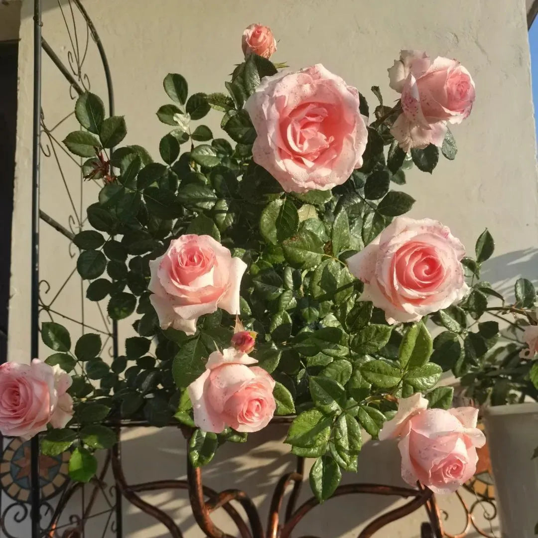 Multiple pink rose blossoms on a bushy rose plant with glossy green leaves