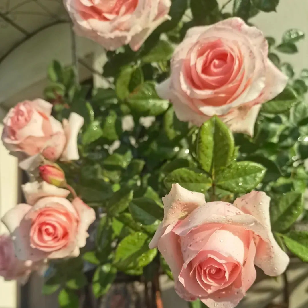 Pink and white rose blossoms with green leaves on a blooming rose plant