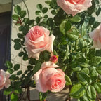 Light pink rose blooms with green foliage and buds on a climbing rose plant
