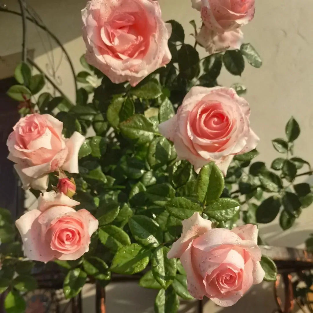 Cluster of pink rose flowers with glossy green leaves on a rose shrub