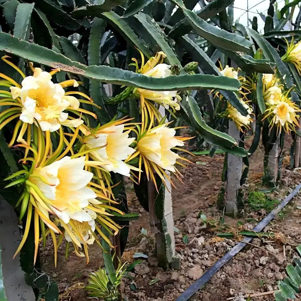 Bare-root dragon fruit cactus with pale yellow flowers on green pads