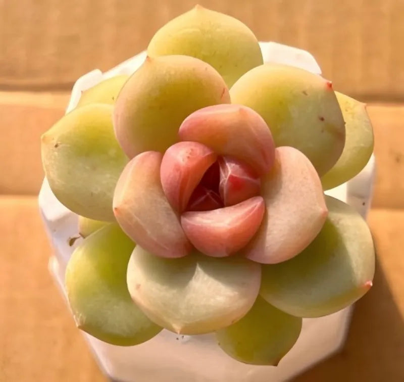 2-inch pot with pastel succulent rosette, green and peach layered petals