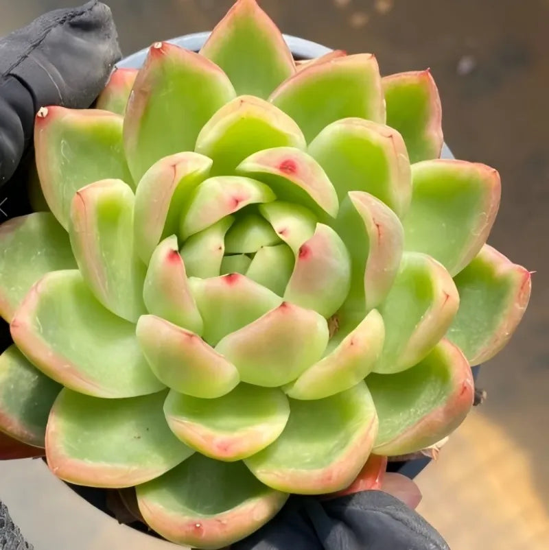 Variegated succulent plant with green leaves edged in pink, held in pot