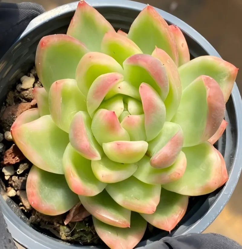 Variegated succulent in gray pot, rosette leaves with pink tips and green centers