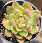Variegated succulent in gray pot, rosette leaves with pink tips and green centers