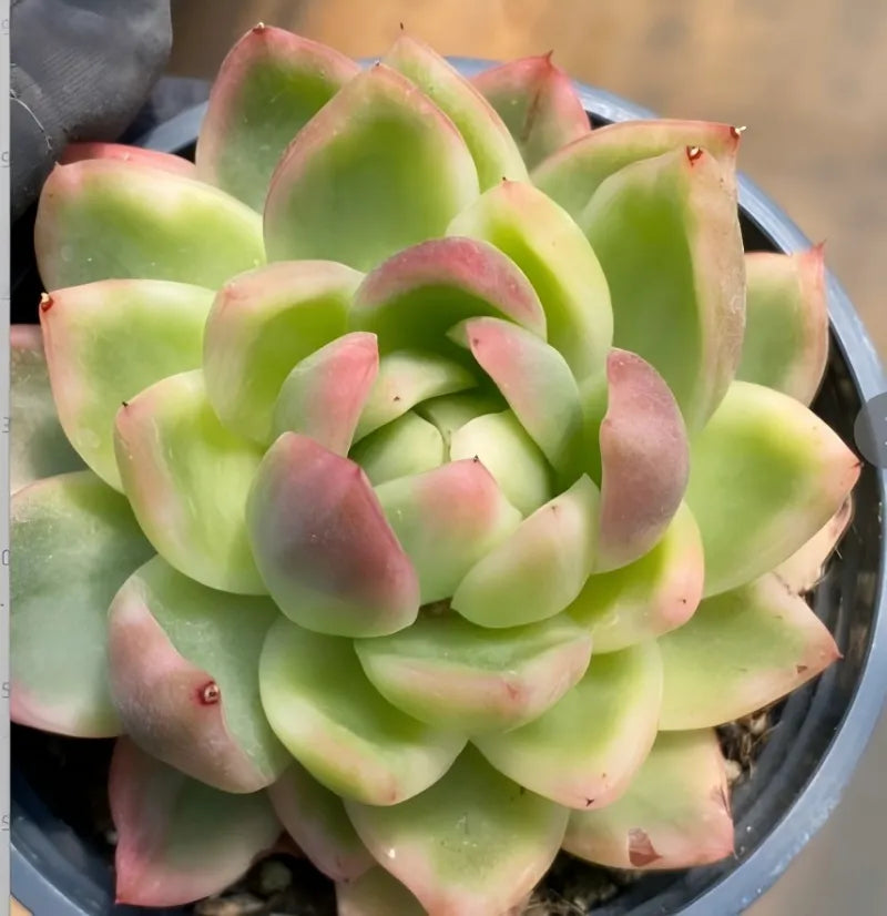 Variegated succulent rosette in pot, layered lime green leaves with pink blush
